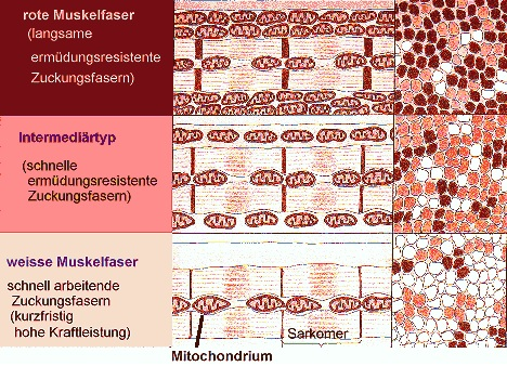 Abbildung der Muskelfasertypen - Abbildung: Muskelfasertypen im Vergleich (Gehrke, T.: Sportanatomie. 2009, S. 41).